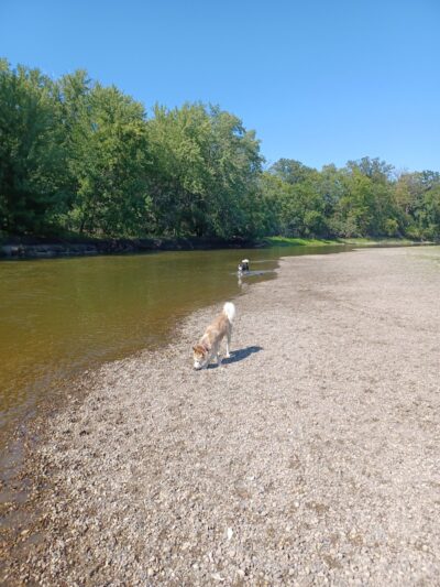 Crow Hassan Dog Park - Rogers, MN