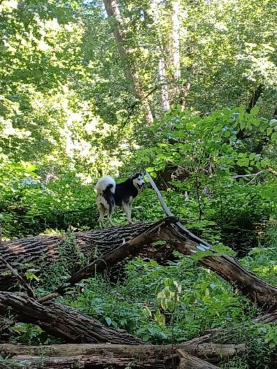 Crow Hassan Dog Park - Rogers, MN