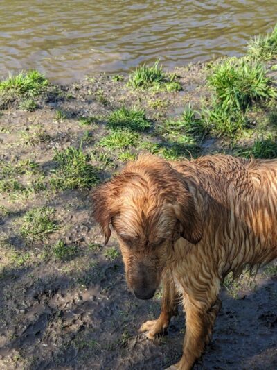 Crow Hassan Dog Park - Rogers, MN