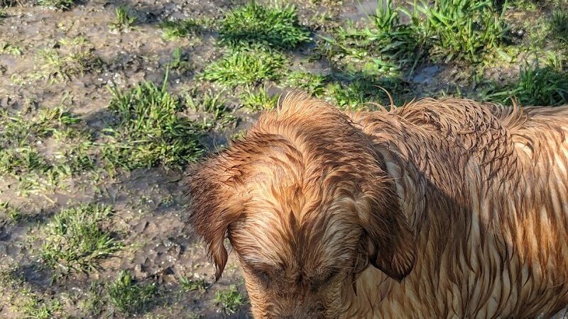Crow Hassan Dog Park - Rogers, MN