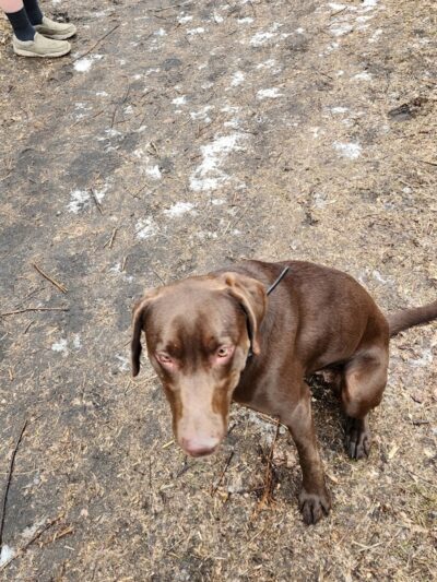 Crow Hassan Dog Park - Rogers, MN