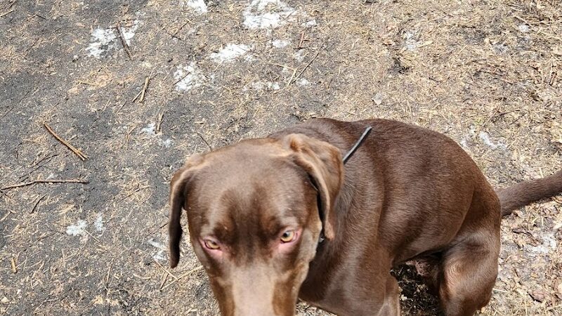 Crow Hassan Dog Park - Rogers, MN