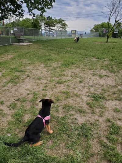 Rolla Dog Park - Rolla, MO