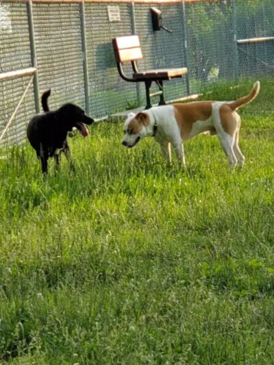 Rolla Dog Park - Rolla, MO