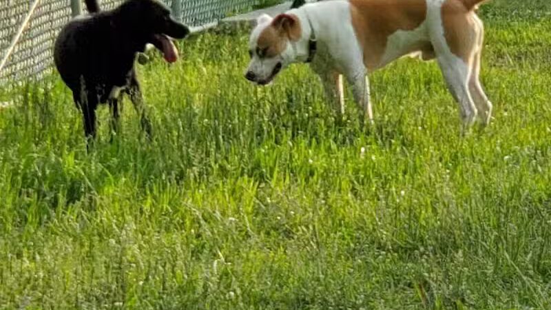 Rolla Dog Park - Rolla, MO