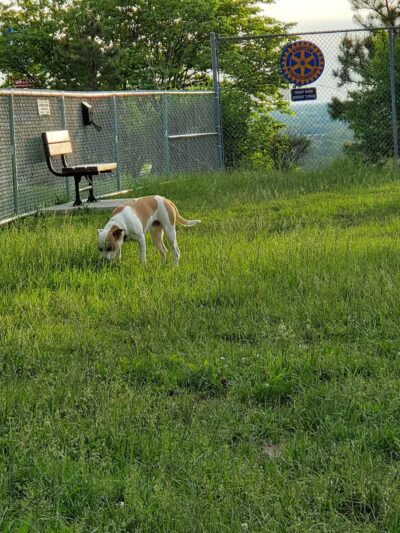 Rolla Dog Park - Rolla, MO
