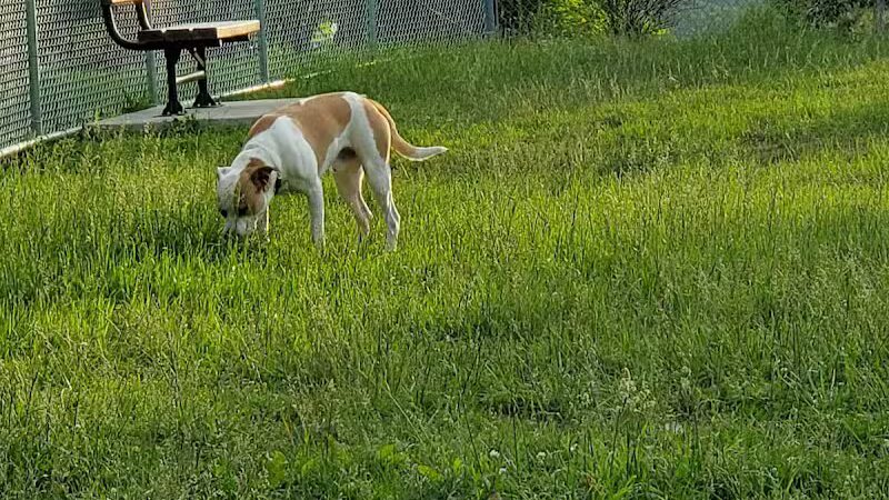 Rolla Dog Park - Rolla, MO