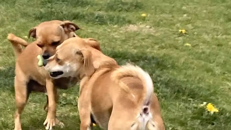 Dog Park at Love's Travel Stops - Roscoe, IL