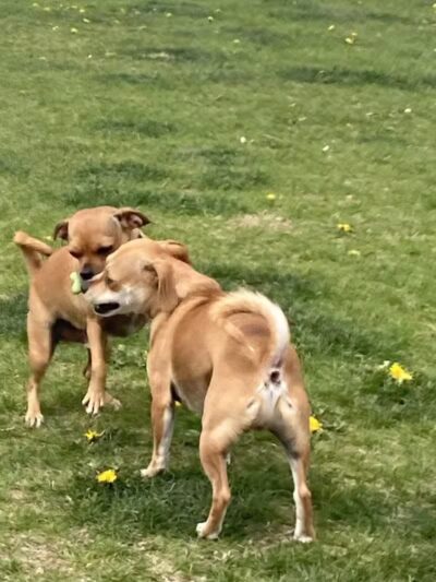 Dog Park at Love's Travel Stops - Roscoe, IL
