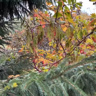 Chatfield Garden - Roselle, NJ