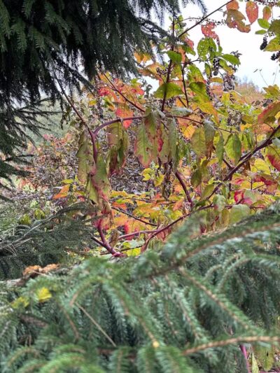 Chatfield Garden - Roselle, NJ