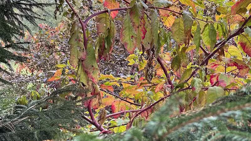 Chatfield Garden - Roselle, NJ