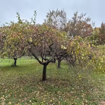 Chatfield Garden - Roselle, NJ