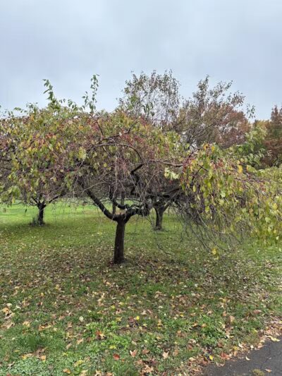 Chatfield Garden - Roselle, NJ