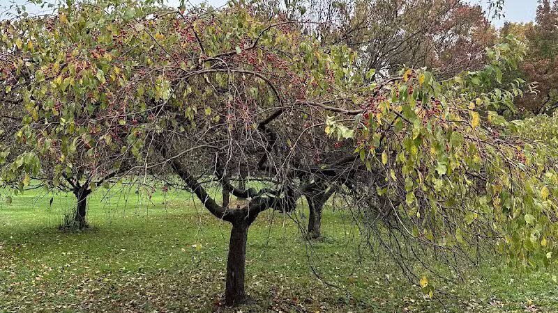 Chatfield Garden - Roselle, NJ