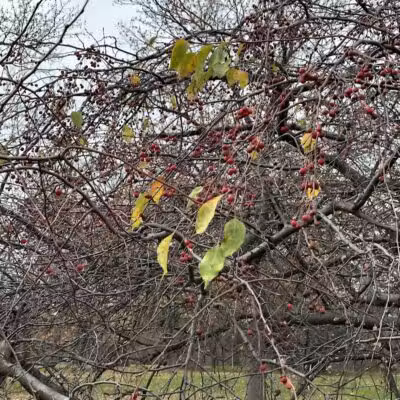 Chatfield Garden - Roselle, NJ