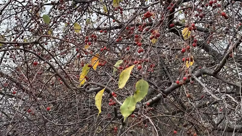 Chatfield Garden - Roselle, NJ