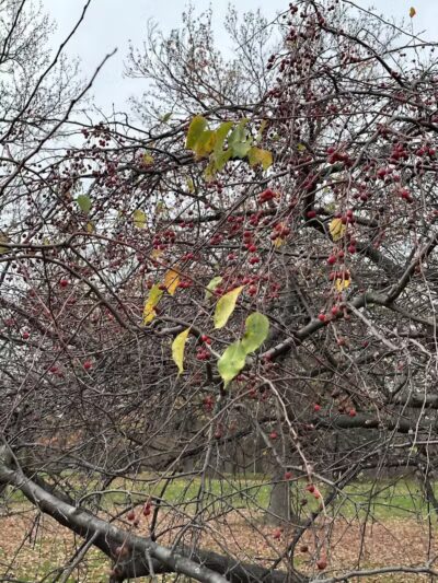 Chatfield Garden - Roselle, NJ