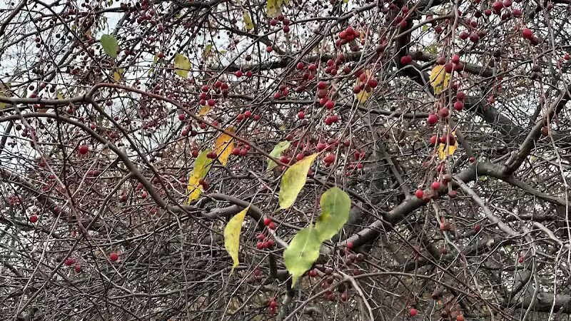 Chatfield Garden - Roselle, NJ