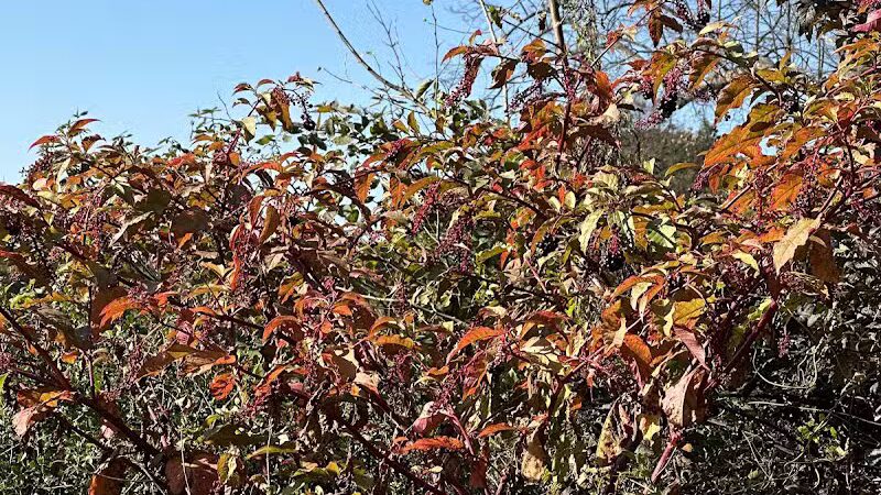 Chatfield Garden - Roselle, NJ