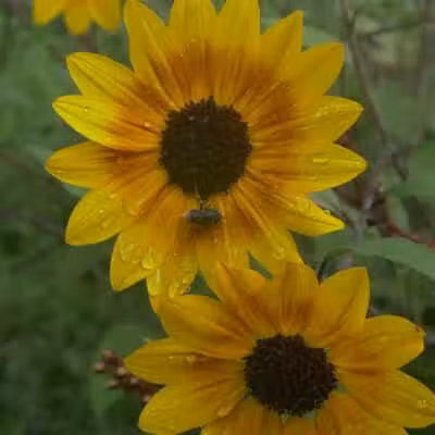 Chatfield Garden - Roselle, NJ