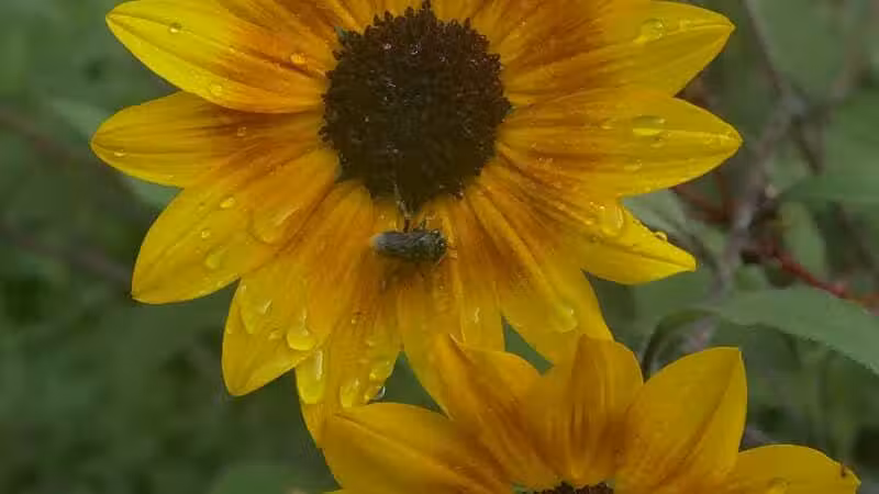 Chatfield Garden - Roselle, NJ