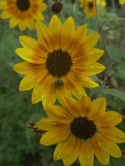 Chatfield Garden - Roselle, NJ