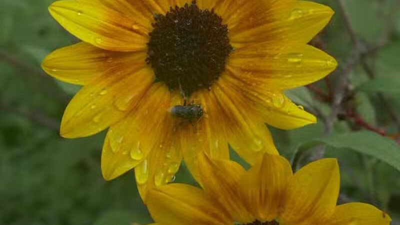 Chatfield Garden - Roselle, NJ