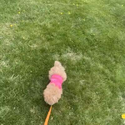 Dog Park - Roselle, NJ