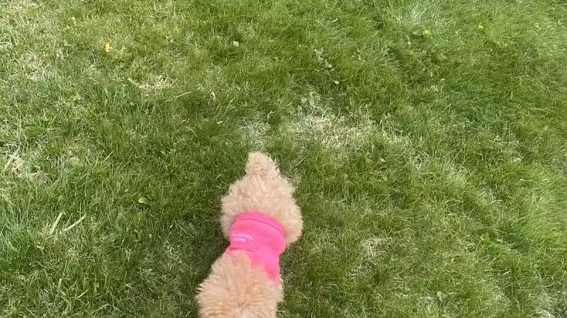 Dog Park - Roselle, NJ
