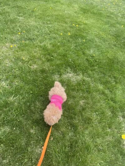 Dog Park - Roselle, NJ