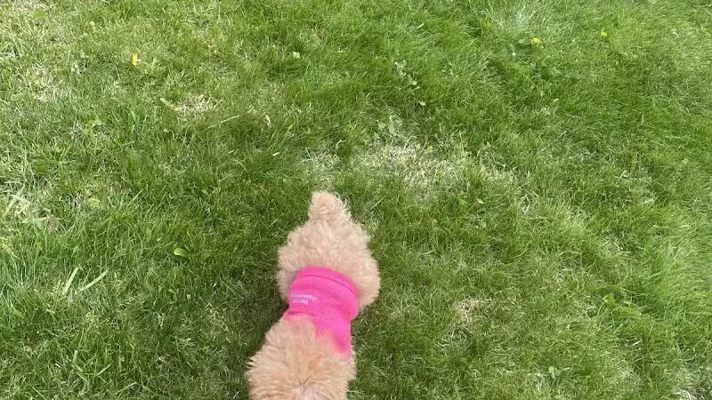 Dog Park - Roselle, NJ