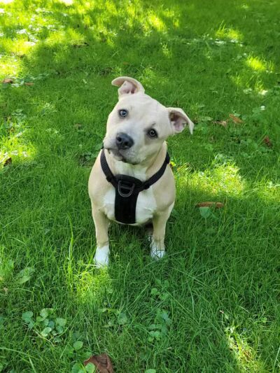 Dog Park - Roselle, NJ