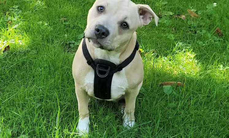 Dog Park - Roselle, NJ