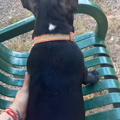Dog Park - Roselle, NJ