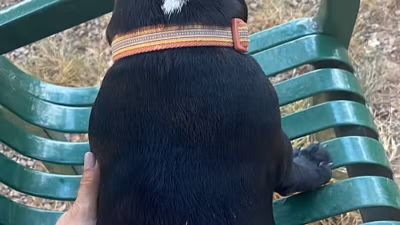 Dog Park - Roselle, NJ