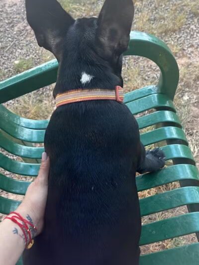 Dog Park - Roselle, NJ