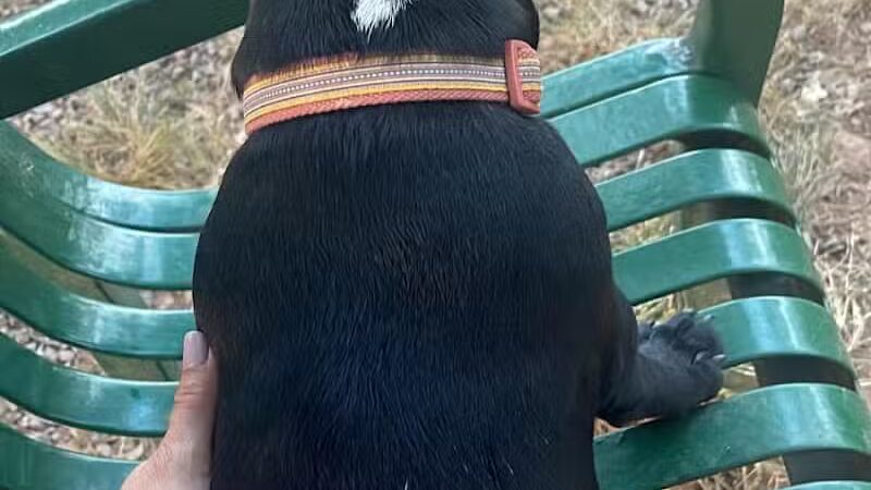 Dog Park - Roselle, NJ