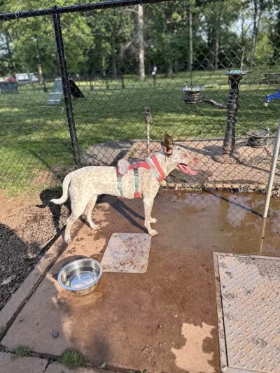 Dog Park - Roselle, NJ