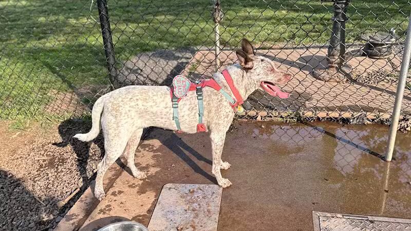 Dog Park - Roselle, NJ