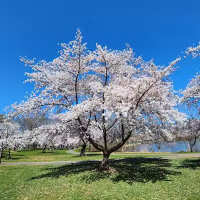 Warinanco Park - Roselle, NJ