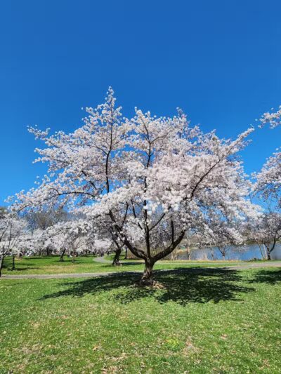 Warinanco Park - Roselle, NJ