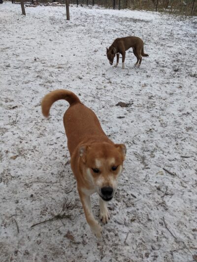 Woodview Off-Leash Dog Area - Roseville, MN