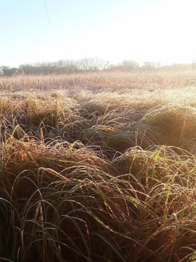 Woodview Off-Leash Dog Area - Roseville, MN