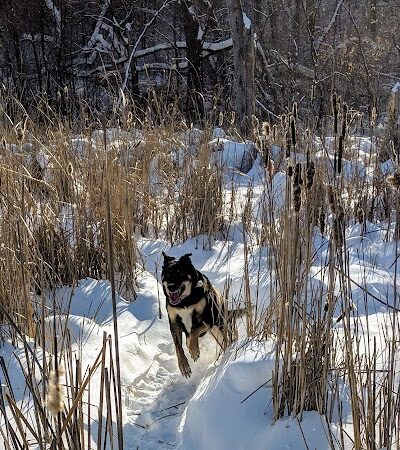 Woodview Off-Leash Dog Area - Roseville, MN