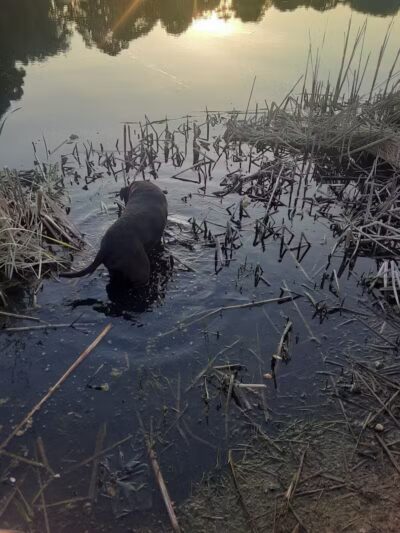 Woestina Park - Rotterdam Junction, NY