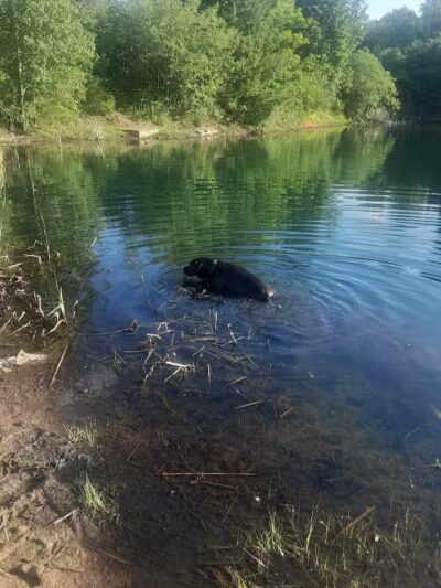 Woestina Park - Rotterdam Junction, NY