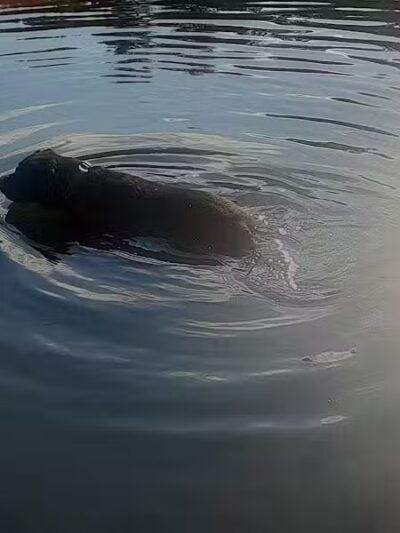 Woestina Park - Rotterdam Junction, NY