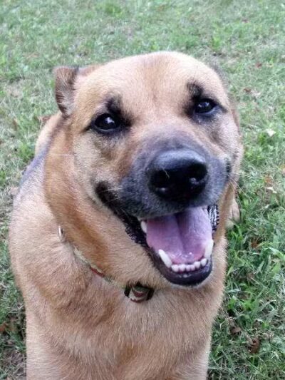 Round Lake Dog Walkers - Round Lake, NY