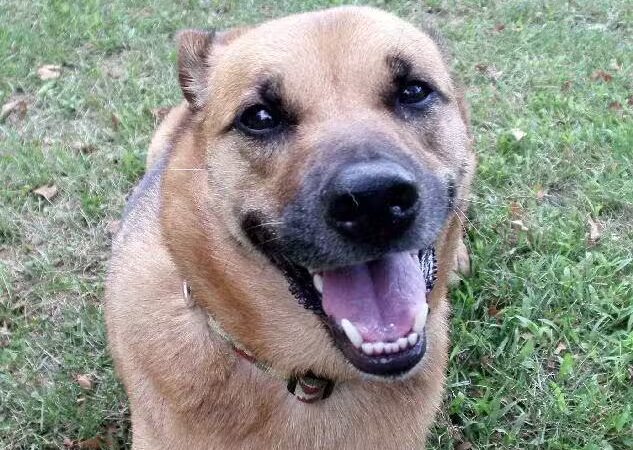 Round Lake Dog Walkers - Round Lake, NY